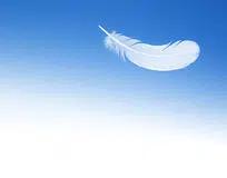 Plume Sur Le Fond Du Ciel Bleu 53510613